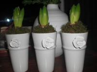 lattemugg hyacint