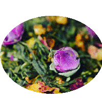 Rosendröm - grönt te