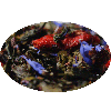 The Spirulina Experience - grönt te